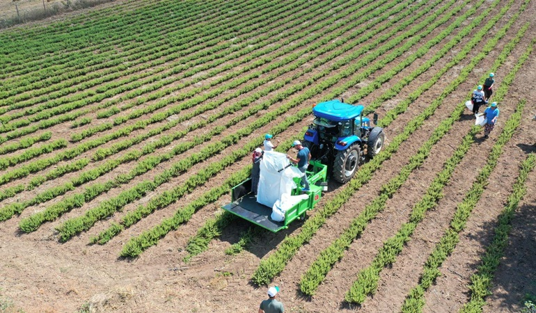 Kocaeli’de melisa hasadı başladı