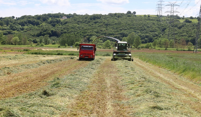 Kocaeli’de süt otunun hasadına başladı