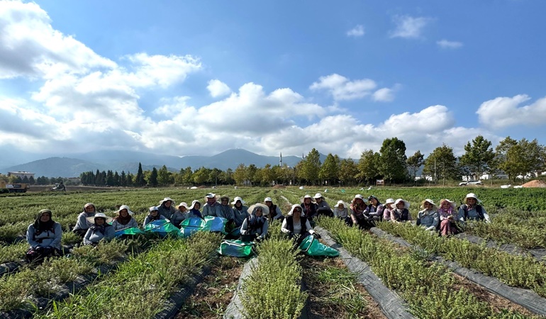 Kocaeli’de tıbbi ve aromatik bitki yetiştiriciliğinde 2026’nın ikinci hasadı