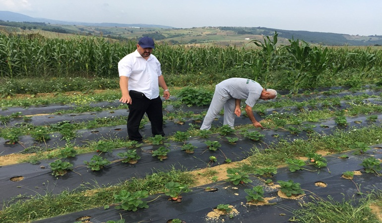 Kocaeli’de üreticilere 118 bin çilek fidesi dağıtıldı