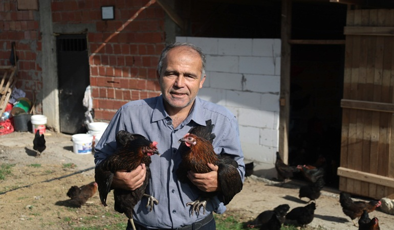 Kocaeli’de üreticilere dağıtılan tavuklar yumurtladı!