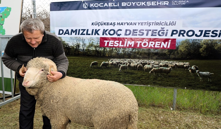 Kocaeli’de üreticilere damızlık koç desteği 