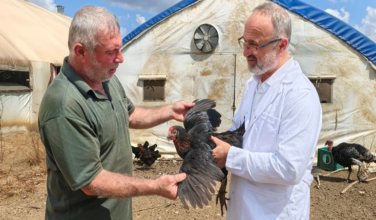 Kocaeli’de üreticilere yüzde 50 hibeli 16 bin tavuk daha dağıtıldı