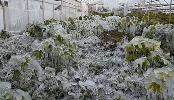 Kocaeli için don uyarısı