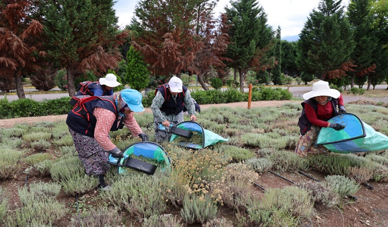 Kocaeli’nde 41 farklı tıbbi ve aromatik bitki türünün hasadı yapıldı