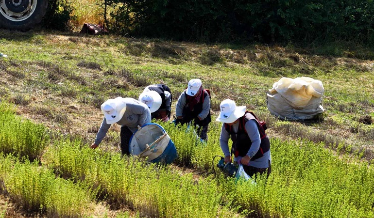 Kocaeli’nde çiftçilerin yüzü gülüyor! Kekik hasadına başlandı
