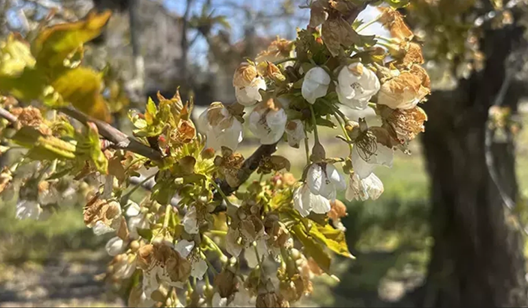 Kocaeli Valiliği’nden bir zirai don uyarısı daha!