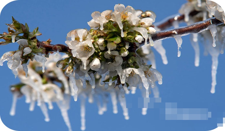 Kocaeli Valiliği’nden zirai don uyarısı