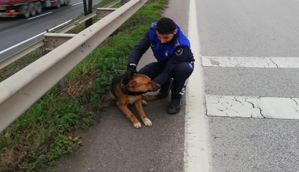 Köpeğe çarptı, öylece çekip gitti