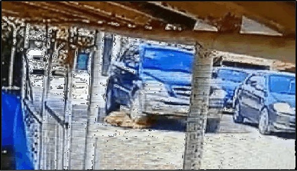 Köpeği ezen sürücüye ceza kesildi