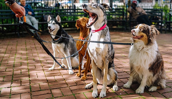 Köpeğini gezdirene ceza yok!