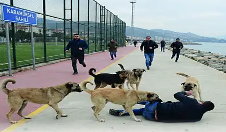 Köpeklerden korkanları bir ağaca bağlasak olur mu?