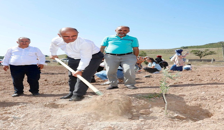 Körfez’de 100 zeytin ağacı fidanı toprakla buluştu