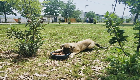 Körfez'de 33 yavru hayvan sahiplendirildi