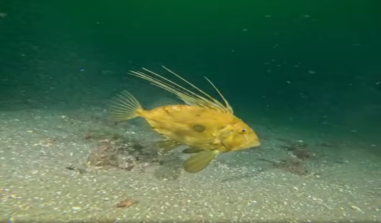 Körfez'de artık yunuslar, vatozlar var 