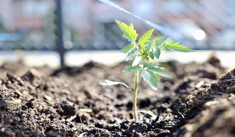 Körfez’de ata tohumu üretilecek ve vatandaşa ücretsiz olarak dağıtılacak