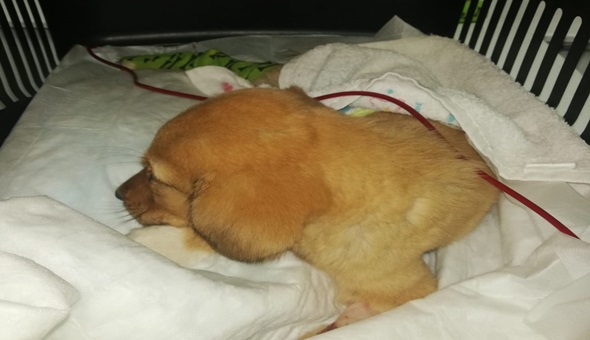  Körfez’de köpeğe kan nakli yapıldı