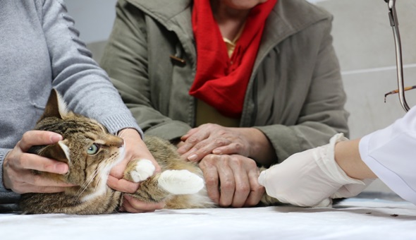 Körfez’de sokak hayvanları sahipsiz bırakılmıyor