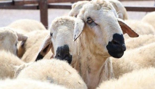 Kurban seçerken nelere dikkat edilmeli? 