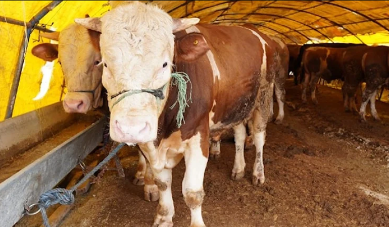 Kurbanlık fiyatları uçtu