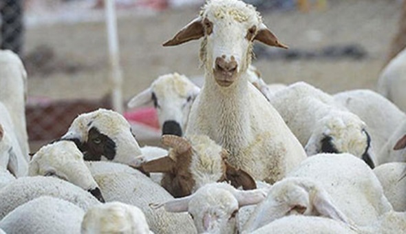 Kurbanlık uyarısı: Caiz değil 