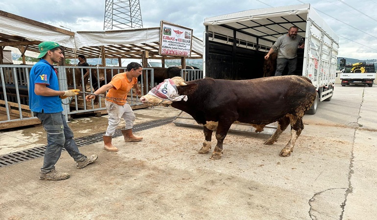 Kurbanlıklar Modern Hayvan Pazarı’na gelmeye başladı