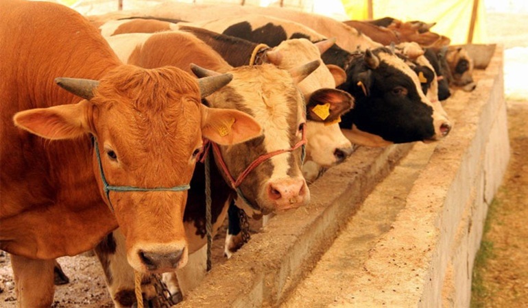 Kurbanlıklara büyük zam