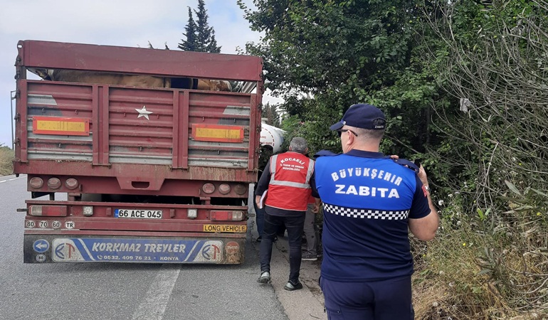 Kurbanlıkların nakliyesine sıkı denetim