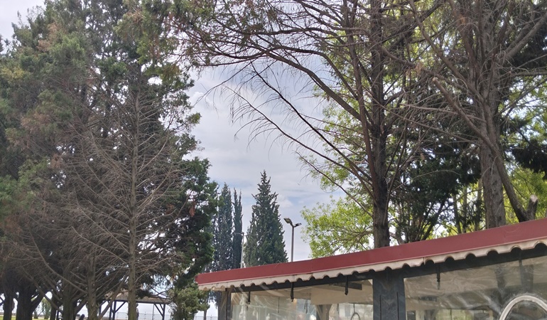 Kuruyan bu ağaçlar her an alev alabilir!