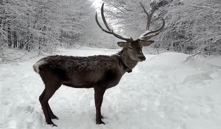 Kuzuyayla kar altında!