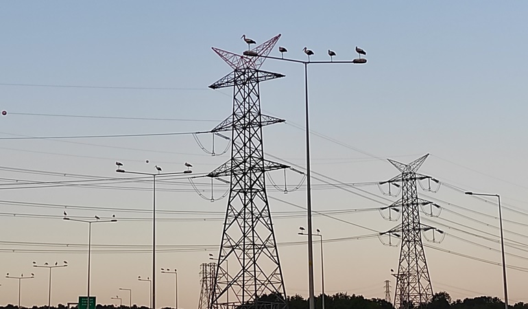 Leyleklerin göç yollarında güvenlik tedbiri alıyorlar