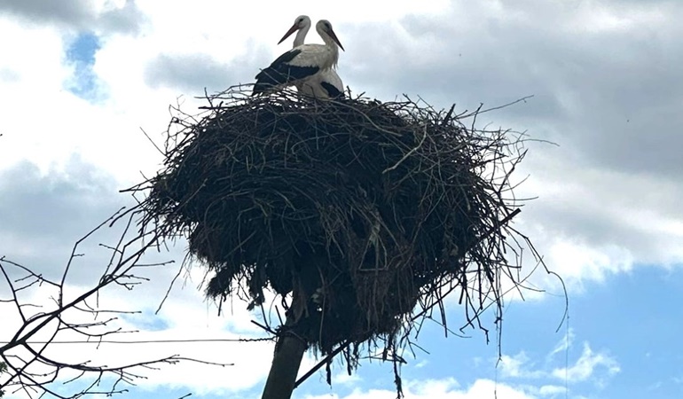 Leyleklerin yuvasını yıkılmaktan kurtardılar