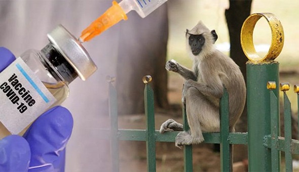 Maymunlarda corona aşısı başarılı oldu!