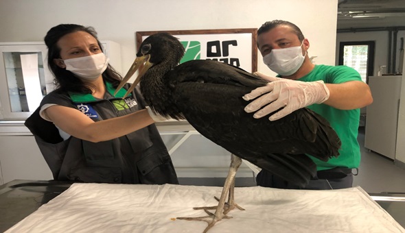 Nadir görülen kara leylek Ormanya’da