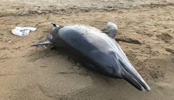 Ölü yunus karaya vurdu