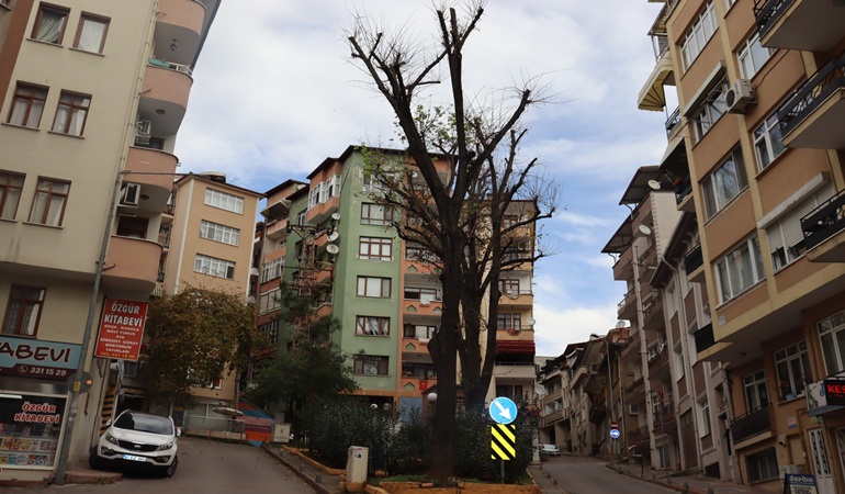Ömrünü tamamlayan ağaçlar için önlem alınıyor