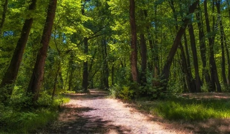 Ormanlarımız yok ediliyor: Kocaeli içinde tehdit oluşturacak