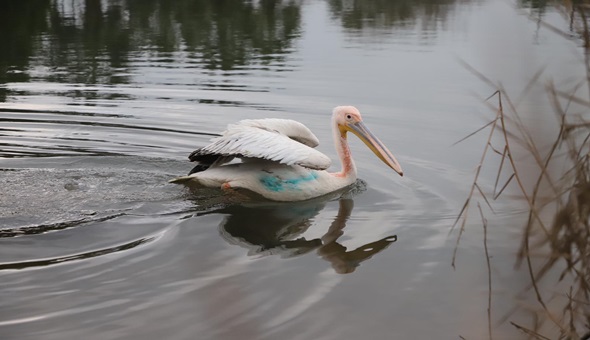 Ormanya, Ak Pelikan’a umut oldu