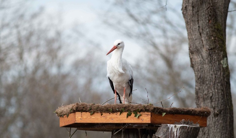 Ormanya’dan engelli leylekler için özel proje