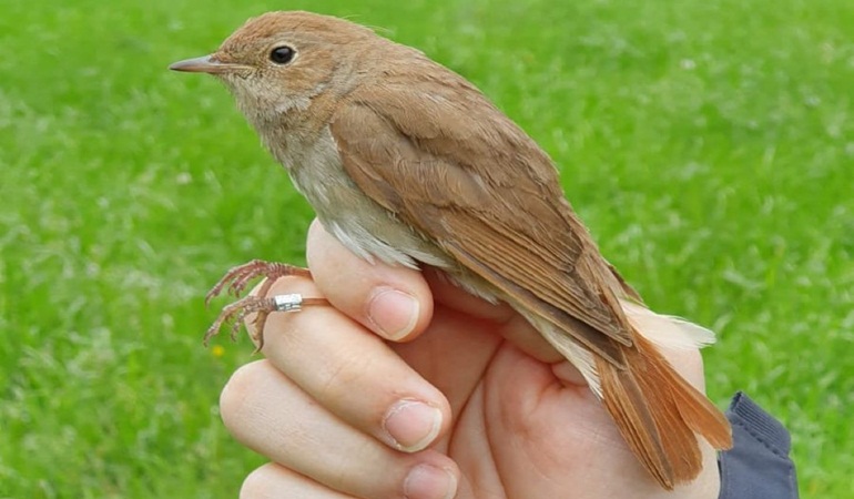 Ormanya kuş halkalama istasyonu kuruldu
