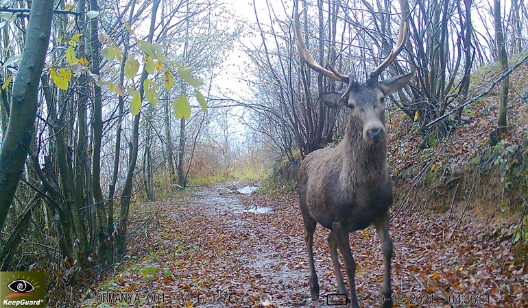 Ormanya’nın yaban hayatı foto kapanlara yansıdı