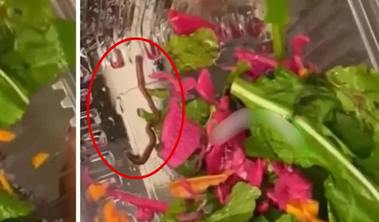 Salatanın içinden bakın ne çıktı!