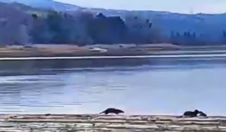 Sapanca Gölü’nde su samurları böyle görüntülendi