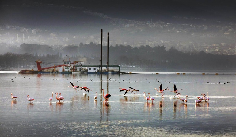 Sayısız deniz canlısı Körfez’e geri döndü