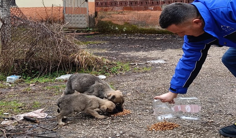 SEDAŞ çalışanlarından sokak hayvanlarına yardım eli 