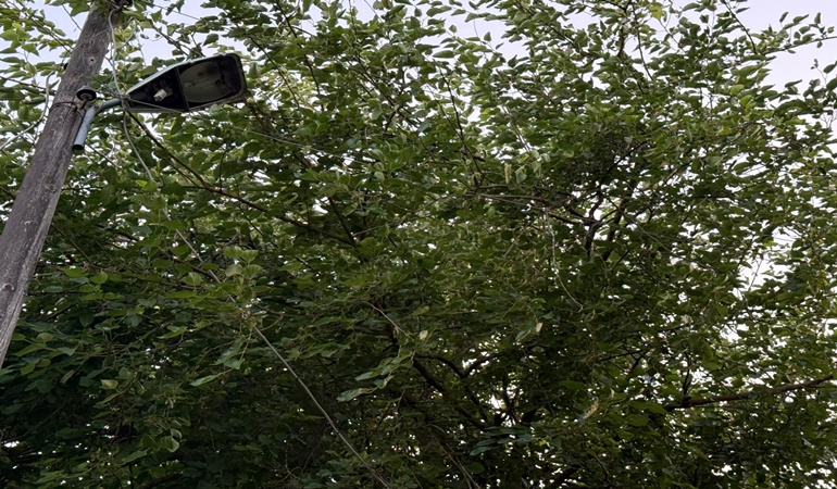 Dalları elektrik tellerine dolanan ağacı Sedaş ekipleri budadı