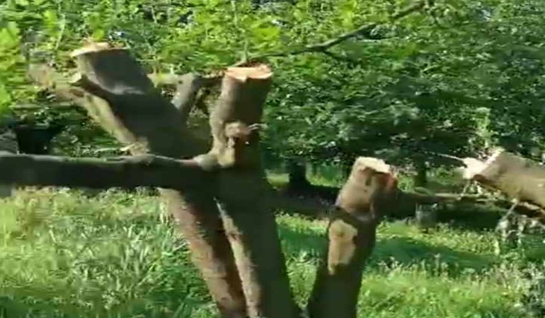 Sedaş ekipleri Eşme’de ağaç katliamı yaptı