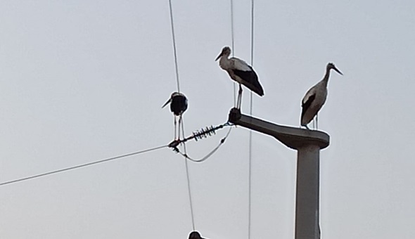 SEDAŞ, kanatlı dostlarımız için önlemlerini artırıyor 