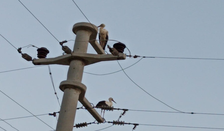 SEDAŞ, leyleklerin güvenli göç yolculuğu için önlemlerini aldı