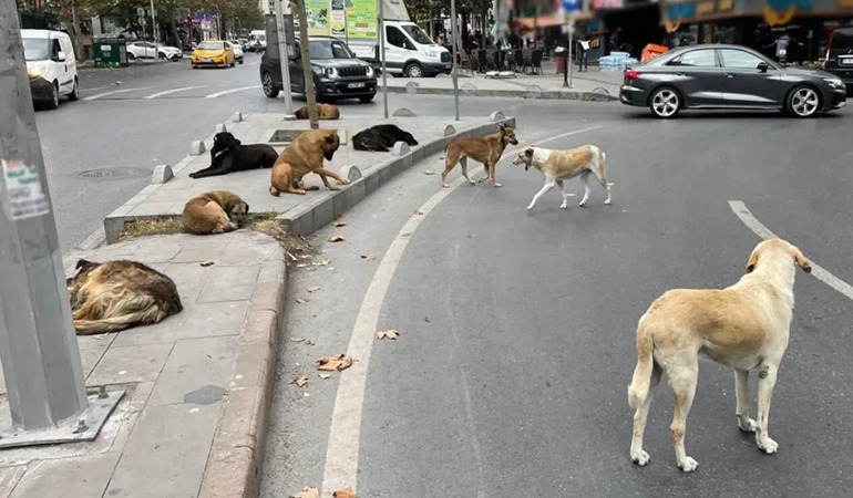 Sokak köpekleri öldürüldü mü?